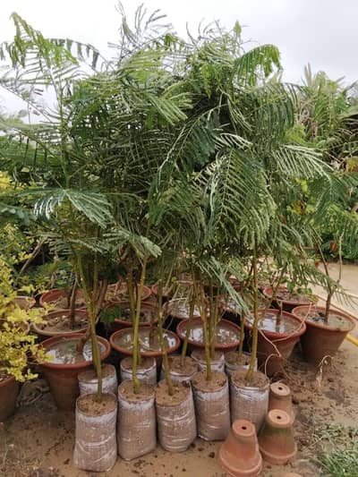 gulmohar tree for sale