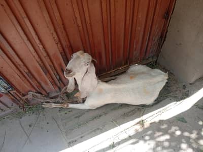 بکری برائے فروخت