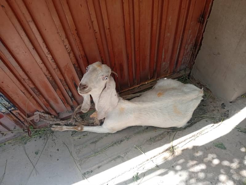 بکری برائے فروخت 0