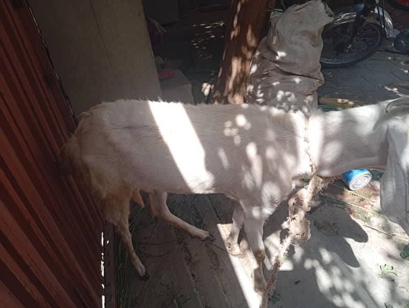 بکری برائے فروخت 1