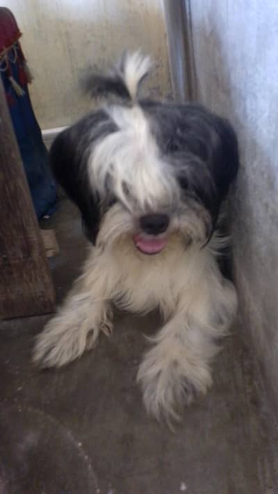 Shihtzu breeder female