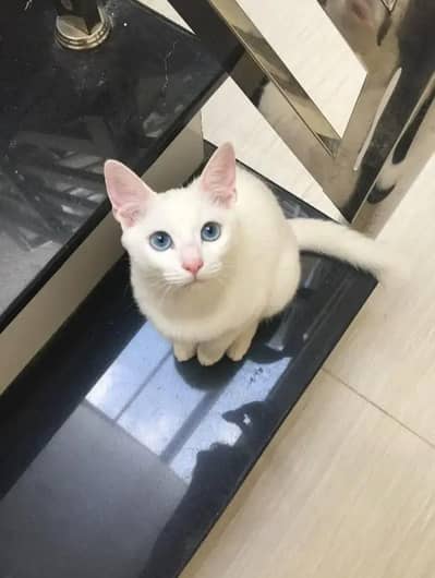 A blue eye color pet