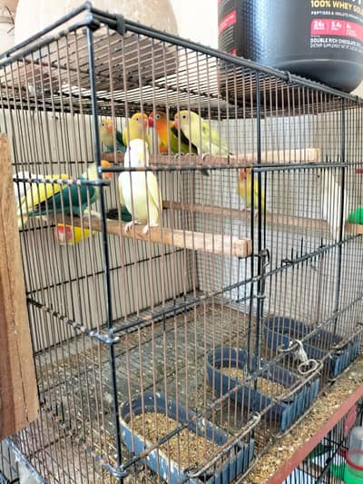 love birds Available for sale