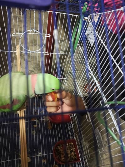 male parrot for sale