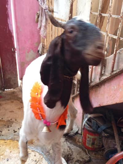 2dant pure kasi Bakra