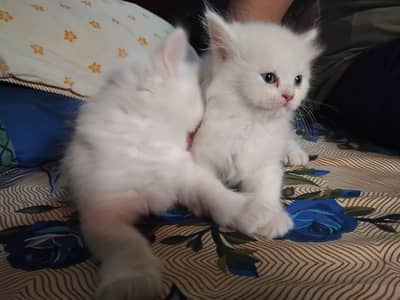 2 female kitten for sale blue eyes white Persian