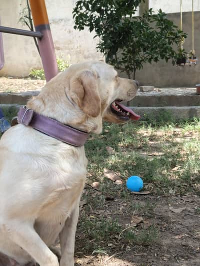 labrador female