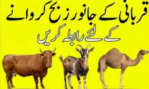 qasai booking اویلیبل