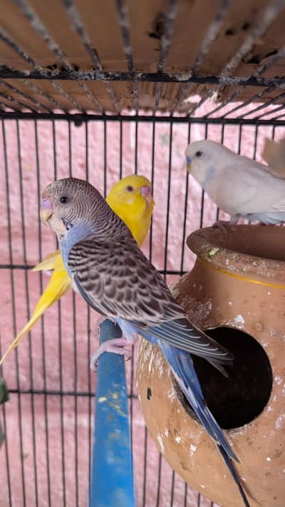 bugeis pairs for sale aik jora 800 ka he