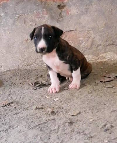 gultair male puppy (weleti)