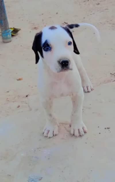 bully male pup for sale