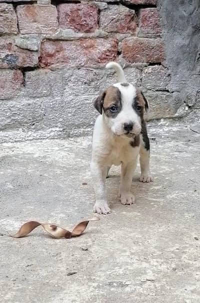 bully  gultair male puppy available for sale
