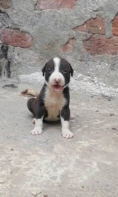 top quality bully male puppy