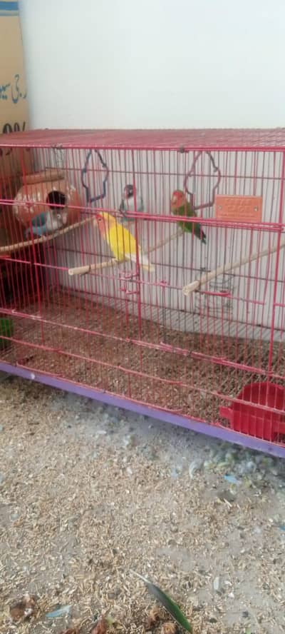 parrots love birds