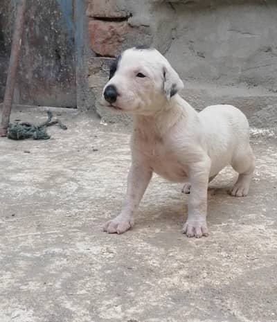 gultair female puppy