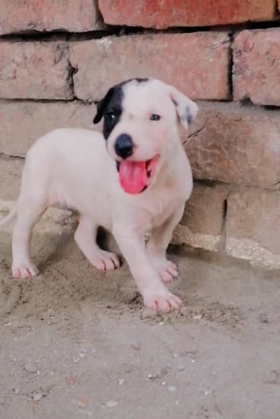 gultair female puppy