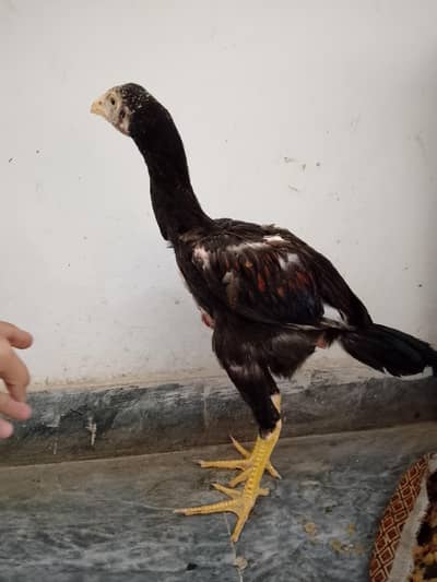 Pure Breed Aseel Hen – Active & Healthy