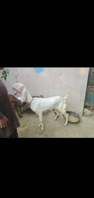 Rajanpuri