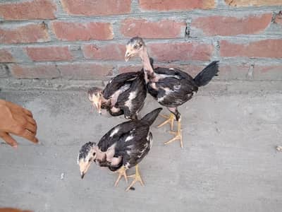 fancy Breed Aseel Hen – Active & Healthy