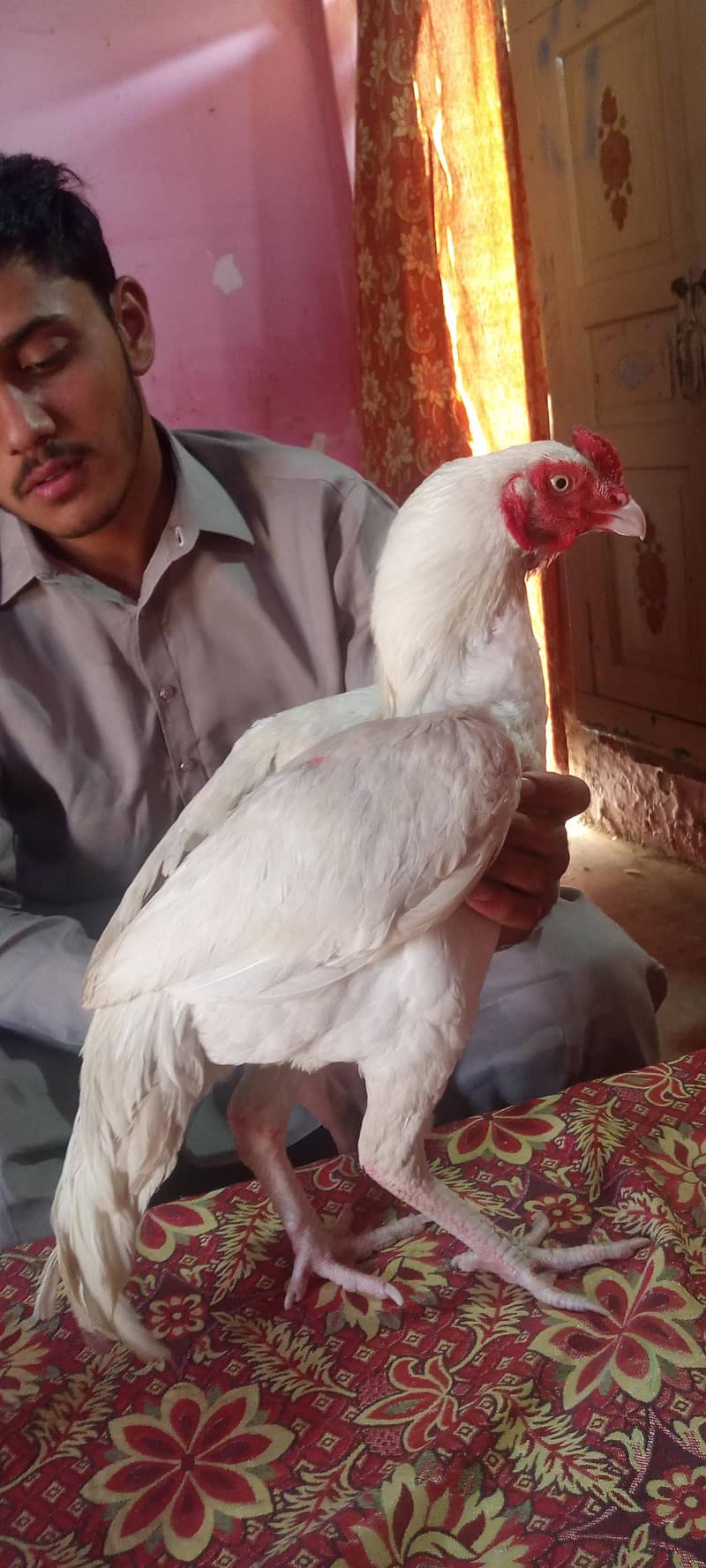 سیل سفید 1