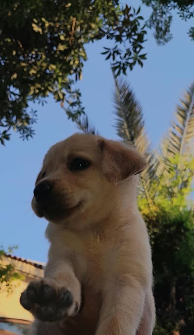 Female Labrador Puppy for Sale. Last left