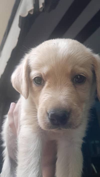 Female Labrador Puppy for Sale. Last left