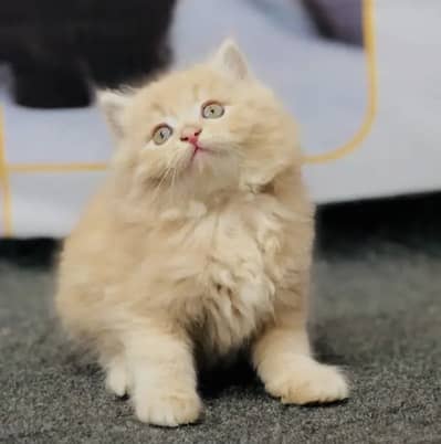 Triple coat doll face fawn color male kitten for sale