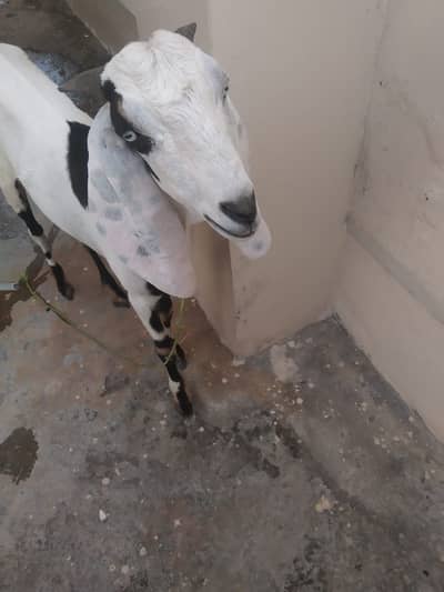 Goat for sale