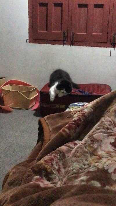 Long coat Black &White Female Persian kitten