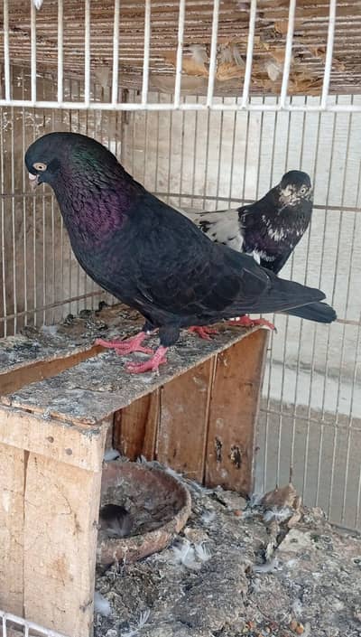 zaakh nar rampori madii. 03283998830