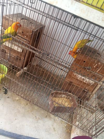 for sale