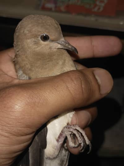 DOVE FOR SALE