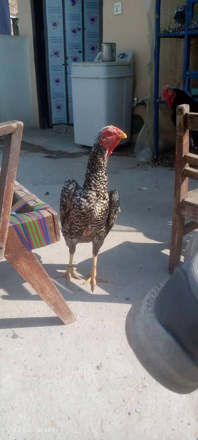 SHAMO ASEEL