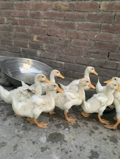 Pure white duck’s Chicks