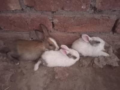 Rabbits