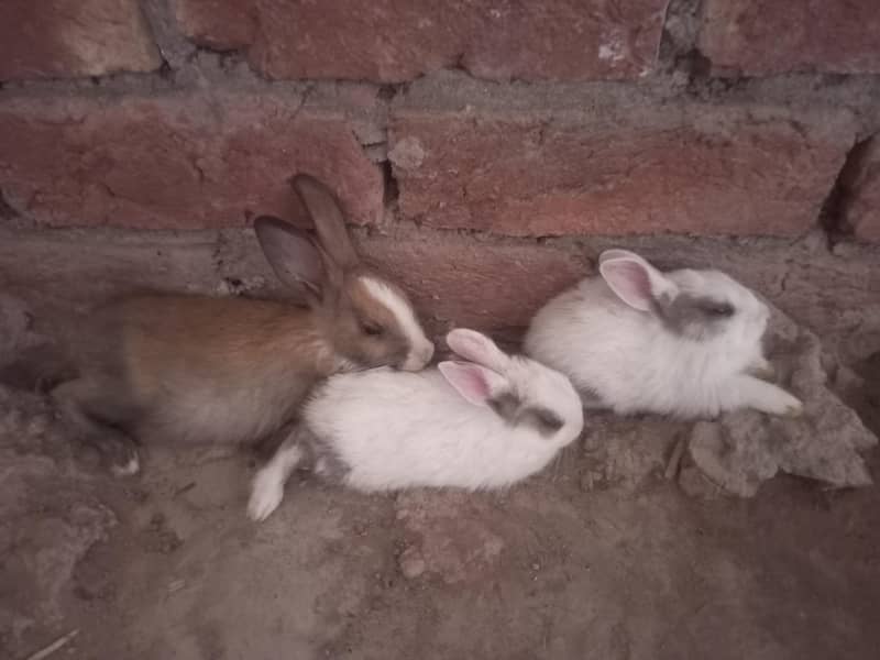 Rabbits 0