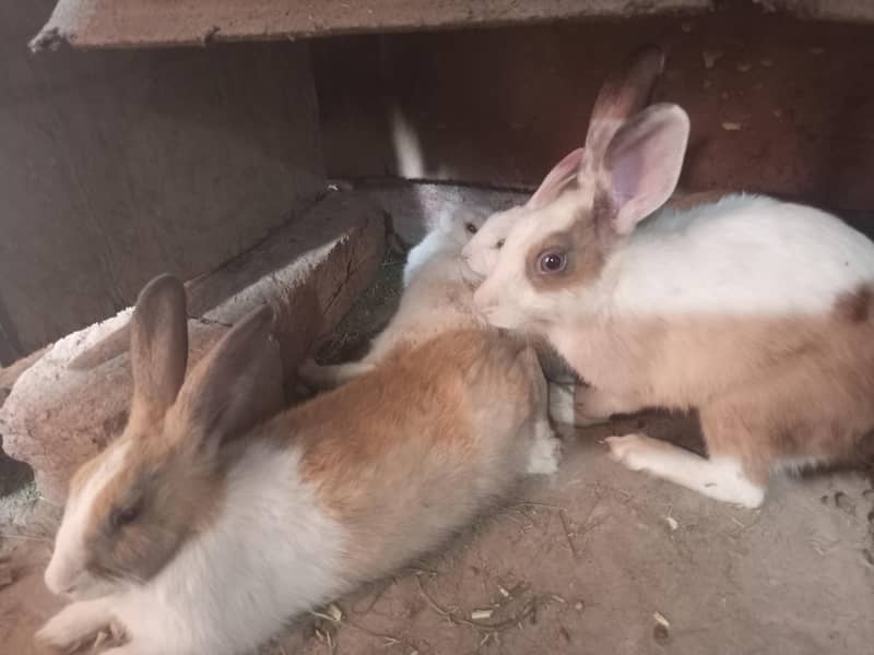 Rabbits 1
