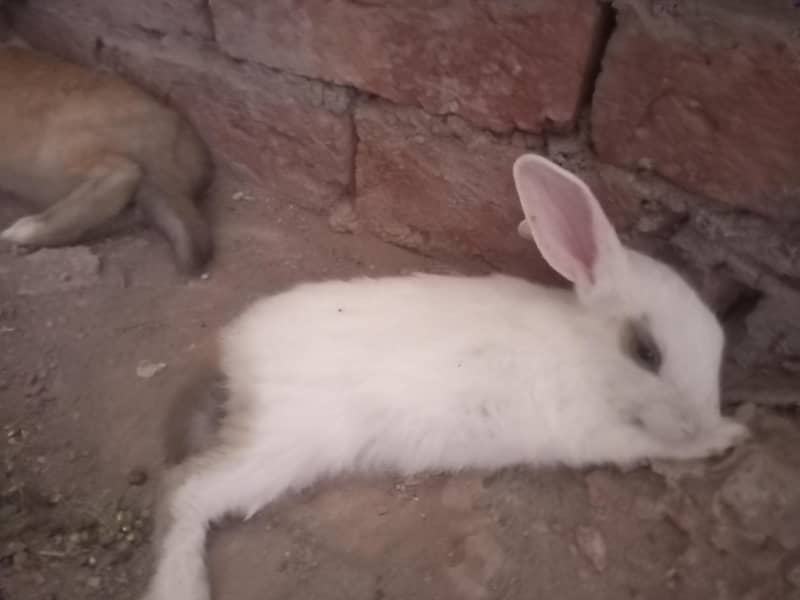 Rabbits 2