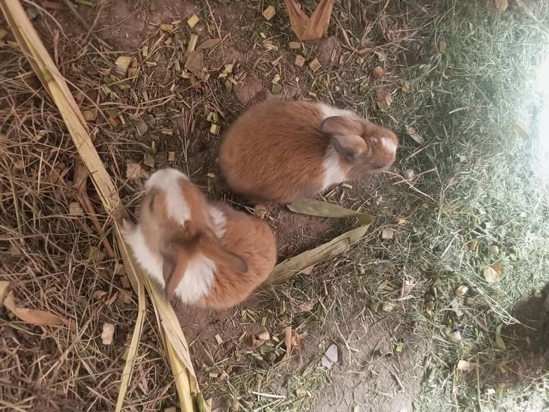 Rabbits 3