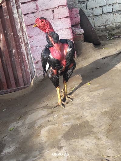 vare nice murga