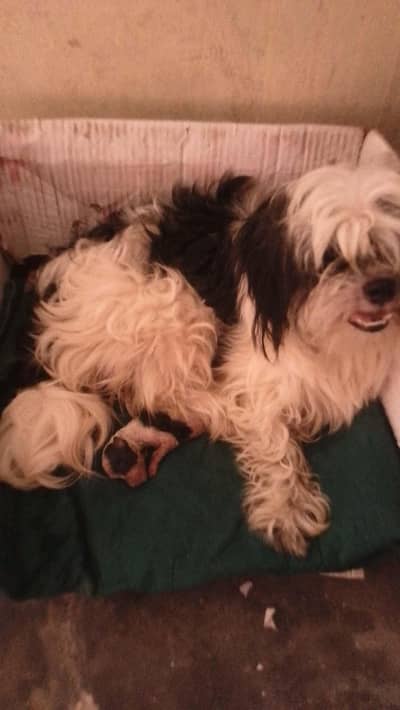 Shihtzu breeder female
