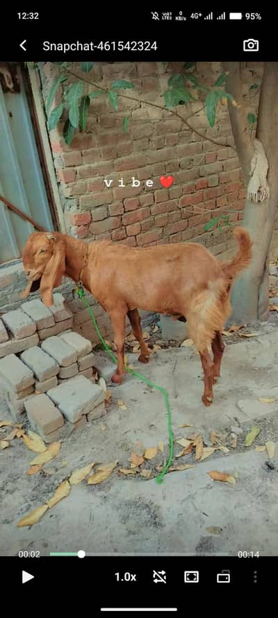 2 Teeths, Beautiful Big Brown Goat
