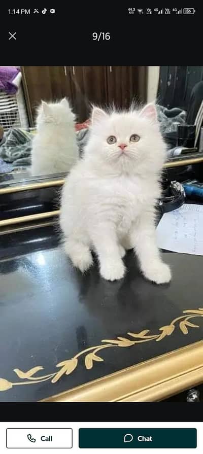 Persian cat for sale my WhatsApp number  03703659905
