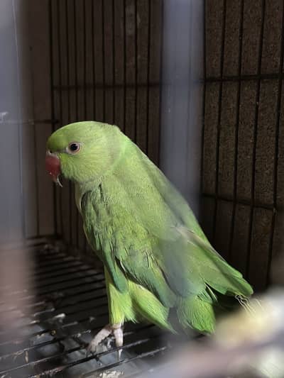 katha parrot