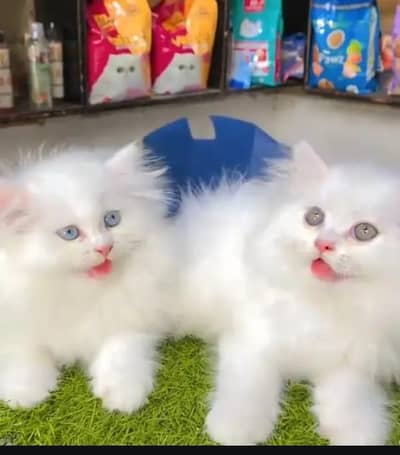 Persian cat for sale my WhatsApp number  03703659905
