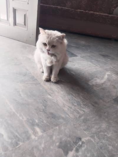 Persian cat full tyar