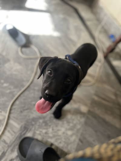 Black labrador male puppy for sale