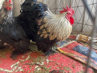 heavy cochin bantam