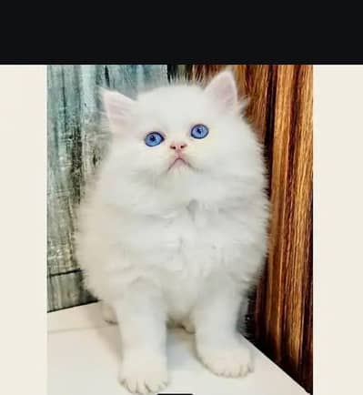 Persian cat for sale my WhatsApp number  03703659905