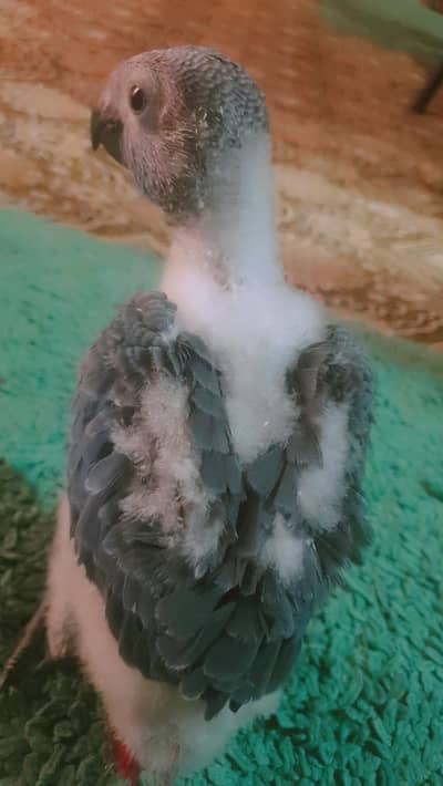 Grey paroot baby /03152248124